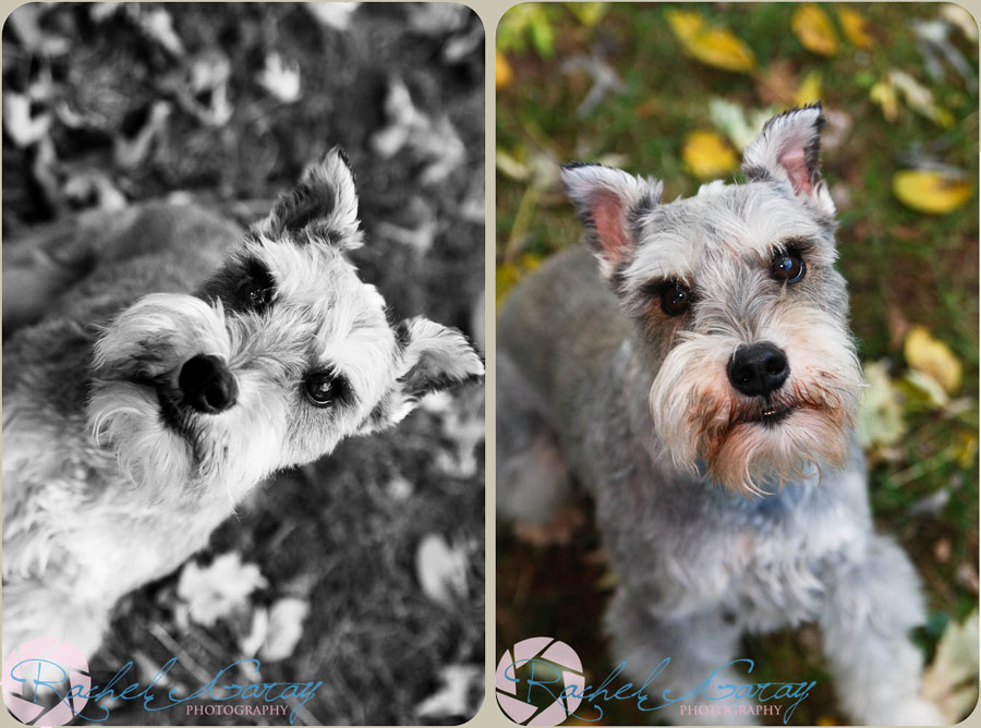 Rockville pet photographer posts dog portraits featuring Max