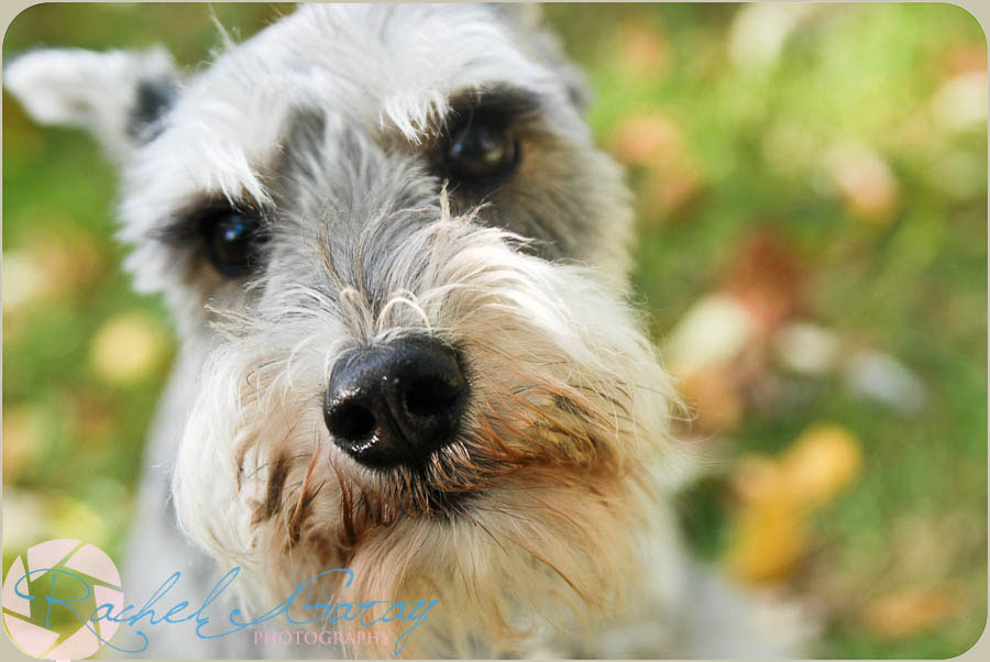 Rockville pet portraits taken outdoors on a fall day