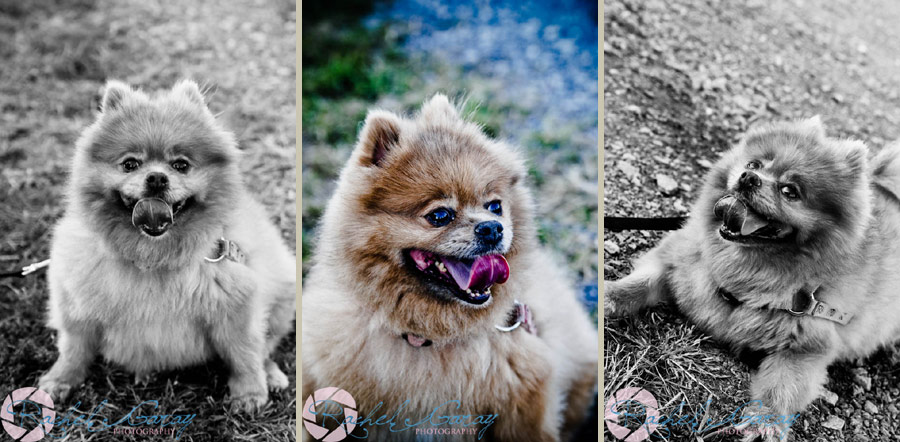 Dog portraits photography in Rockville MD