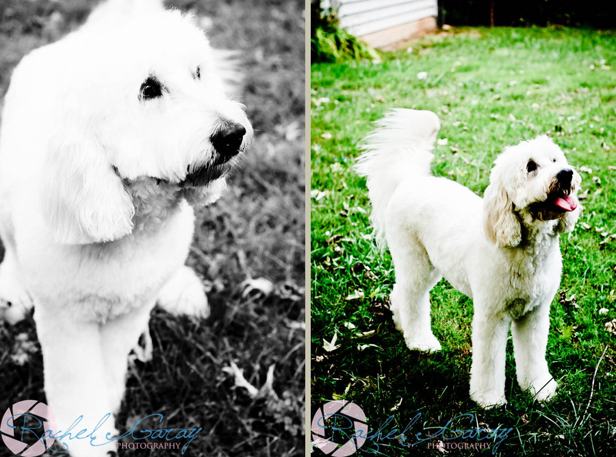 Pet portraits of Lily the Goldendoodle taken in Rockville, MD!