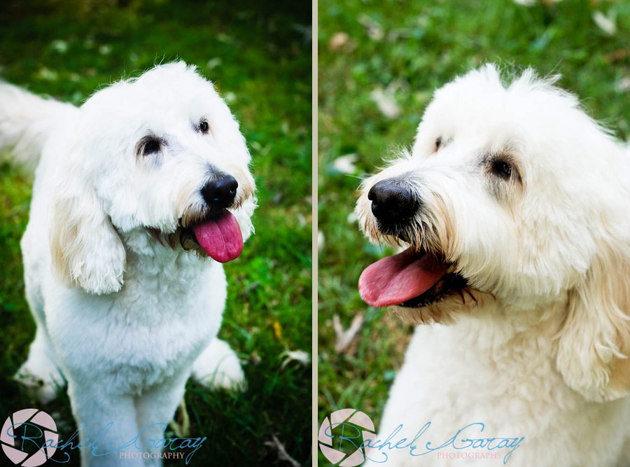 Rockville pet photography featuring Lily the dog!