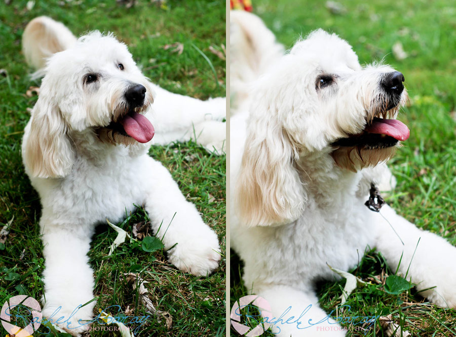 Dog portraits with Lily in Rockville Maryland