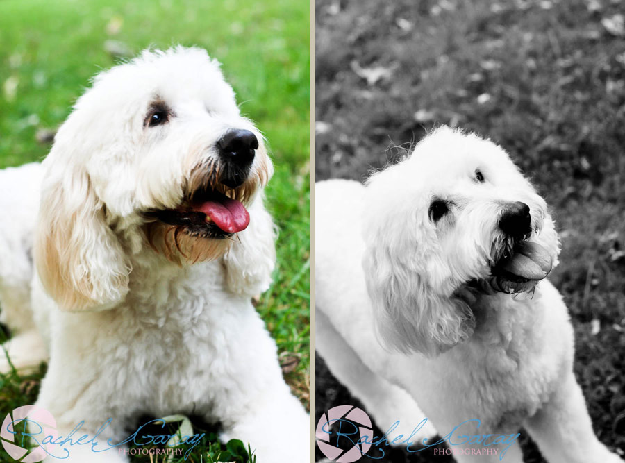 Rockville pet portraits photography of a Goldendoodle dog